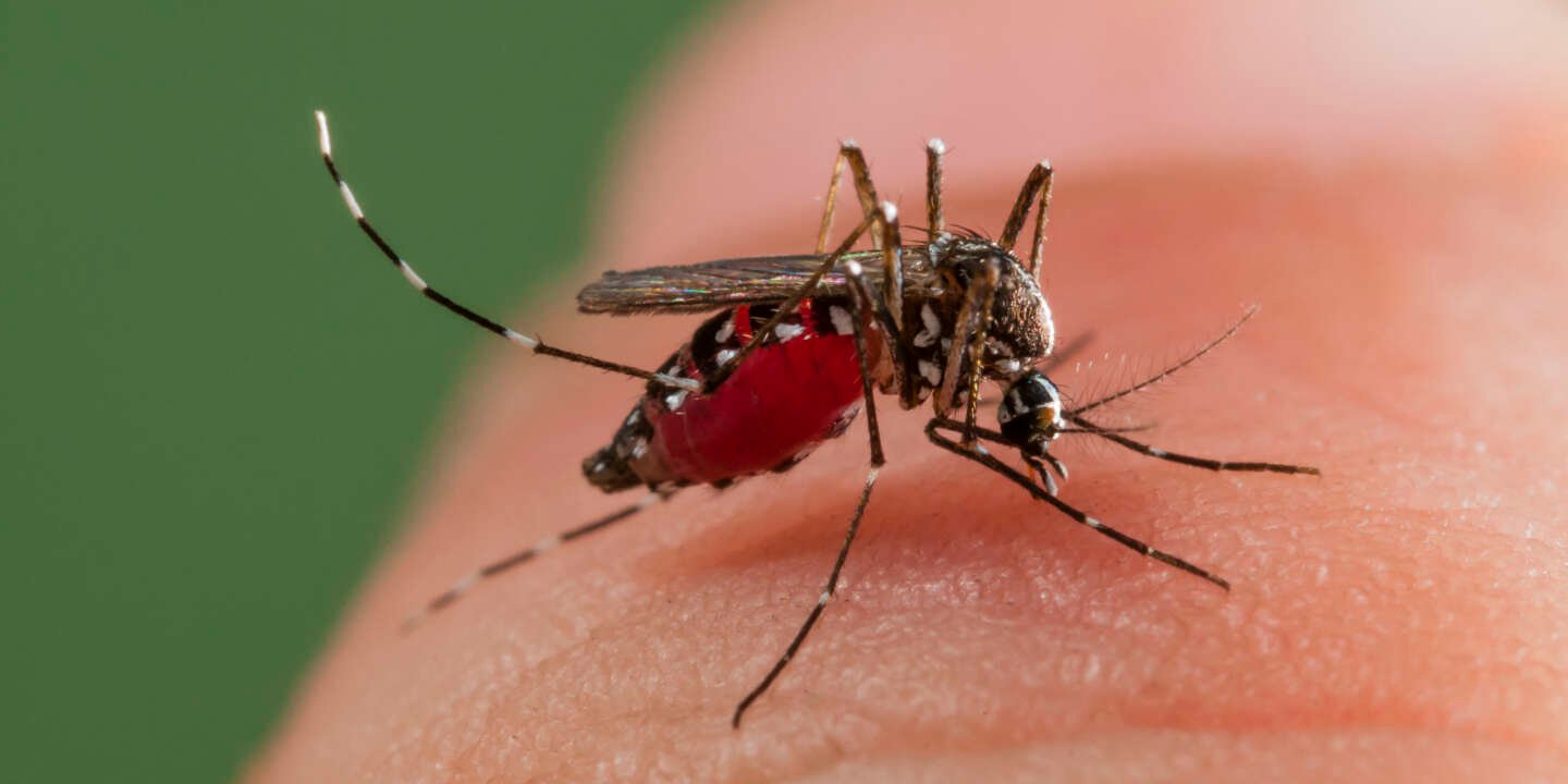 Infos Voyageurs - Recrudescence des cas de dengue à Maurice 1 Recrudescence des cas de dengue a Maurice